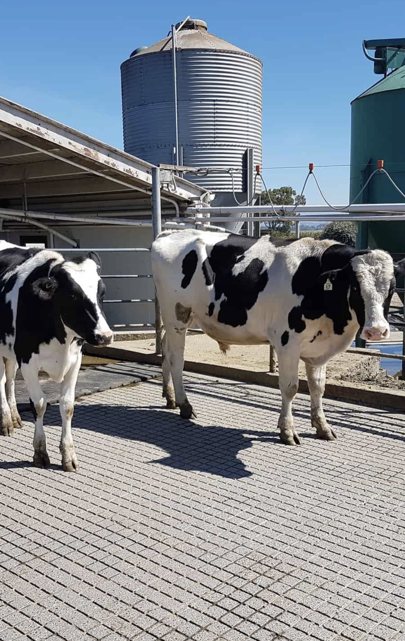 Two dairy cows standing on a cross-hatch grooved concrete yard