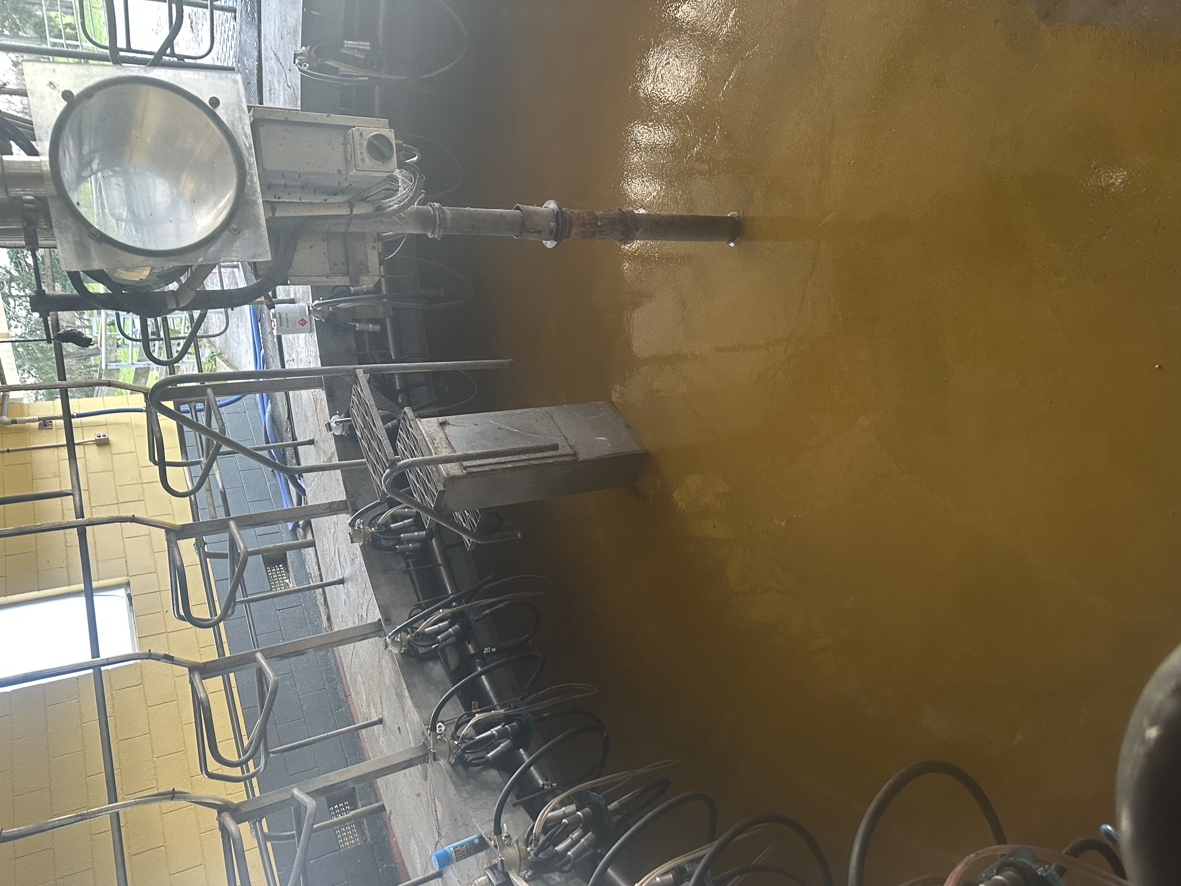 Freshly laid gold epoxy floor in a herringbone milking pit